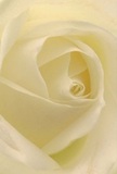 Step into the intimate world of a cream-white rose, nestled within a boutique Hampstead bouquet as if you stand among its silk-soft petals yourself. Each spiral unfurls with effortless poise, every layer caught by the softest light filtering in from the tranquil Hampstead Heath or a quiet crevice of Flask Walk. The petals' feather-light texture hints at a morning dew, while subtle shadows gather between the ivory layers, evoking depth and quiet emotion. The entire composition exudes an aura of peace, reminiscent of Hampstead's calm mornings or a thoughtful moment spent beside a friend. As a Hampstead florist, I see this rose as the purest expression of reverence-suitable for sympathy, admiration, or celebrating a new chapter in life. There's a delicate, sweet aroma carried in the imagination-gentle, lingering, a silent comfort. This striking close view tells the story of not just the bloom, but also the artistry and intention that go into every floral arrangement sent from Flowers Hampstead to homes and events throughout Hampstead Village, Belsize Park, and surrounding communities.